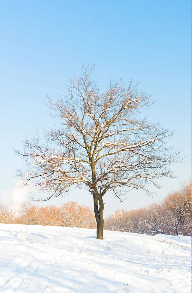 before-after-nature2